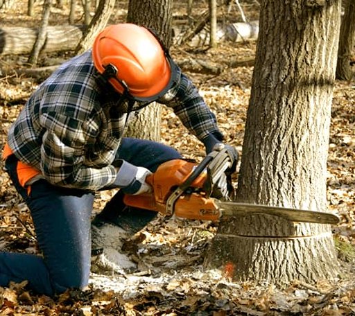 Tree Removal in Frontenac, KS
